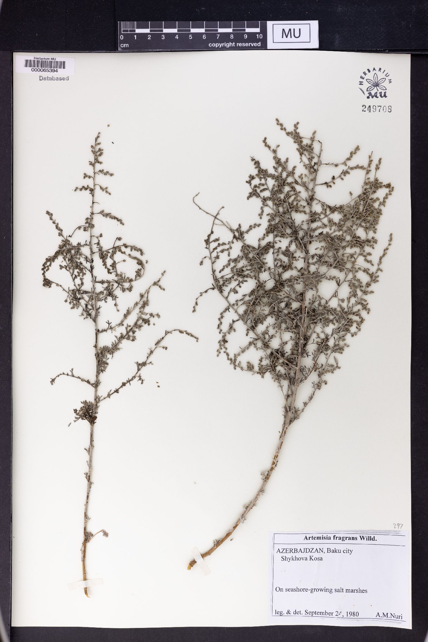 Artemisia fragrans image