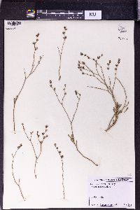 Limonium suffruticosum image