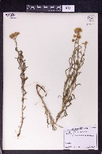 Achillea micrantha image