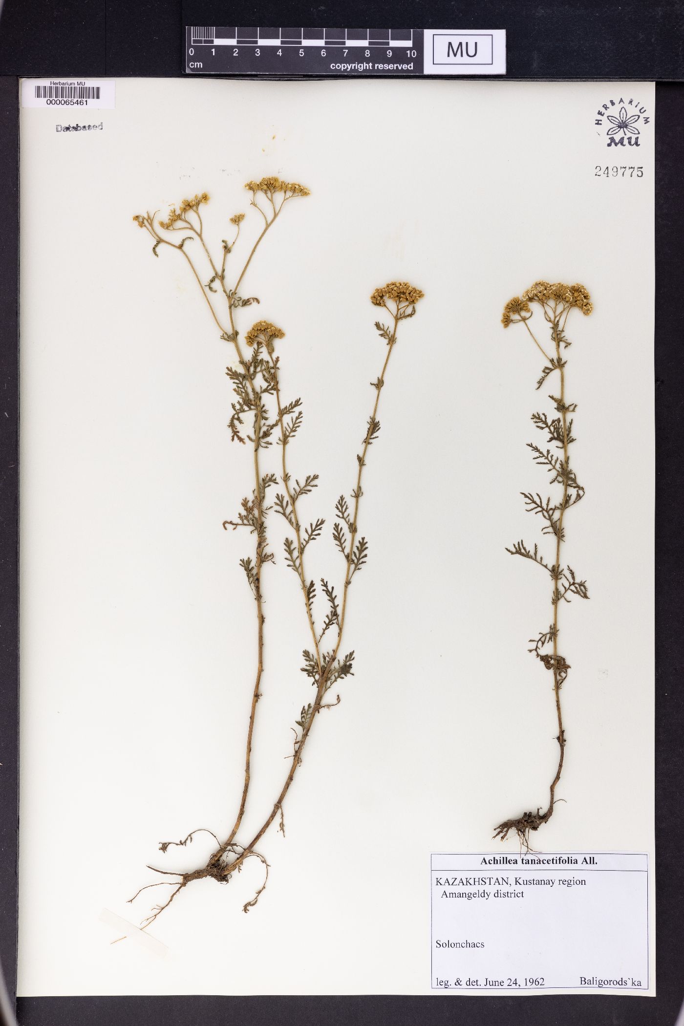 Achillea tanacetifolia image