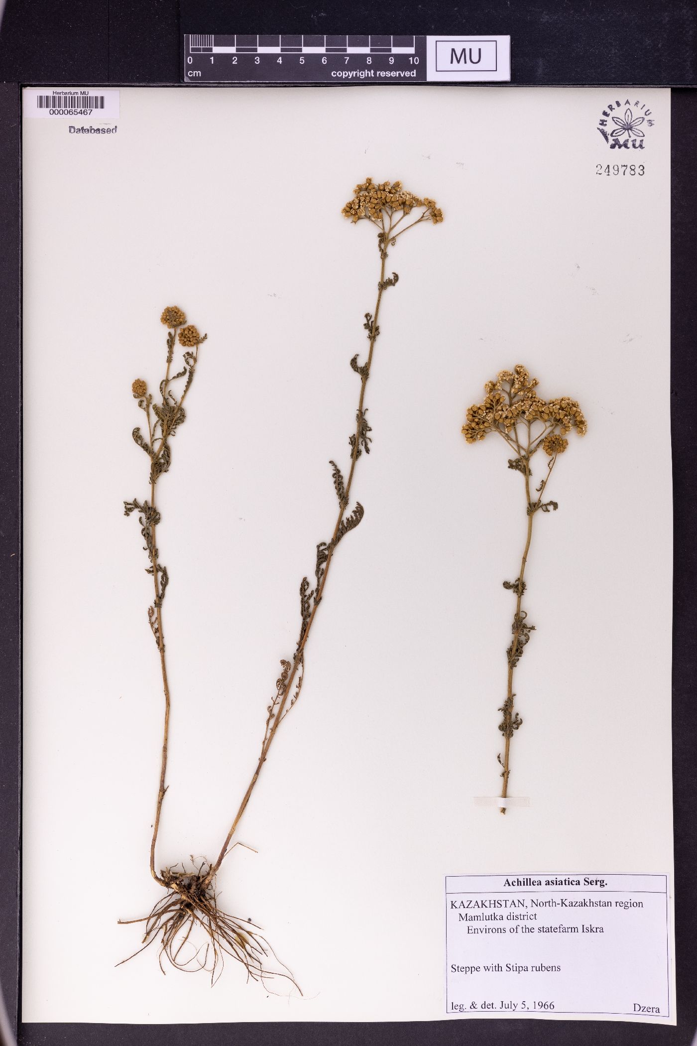 Achillea asiatica image