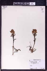 Pedicularis comosa image