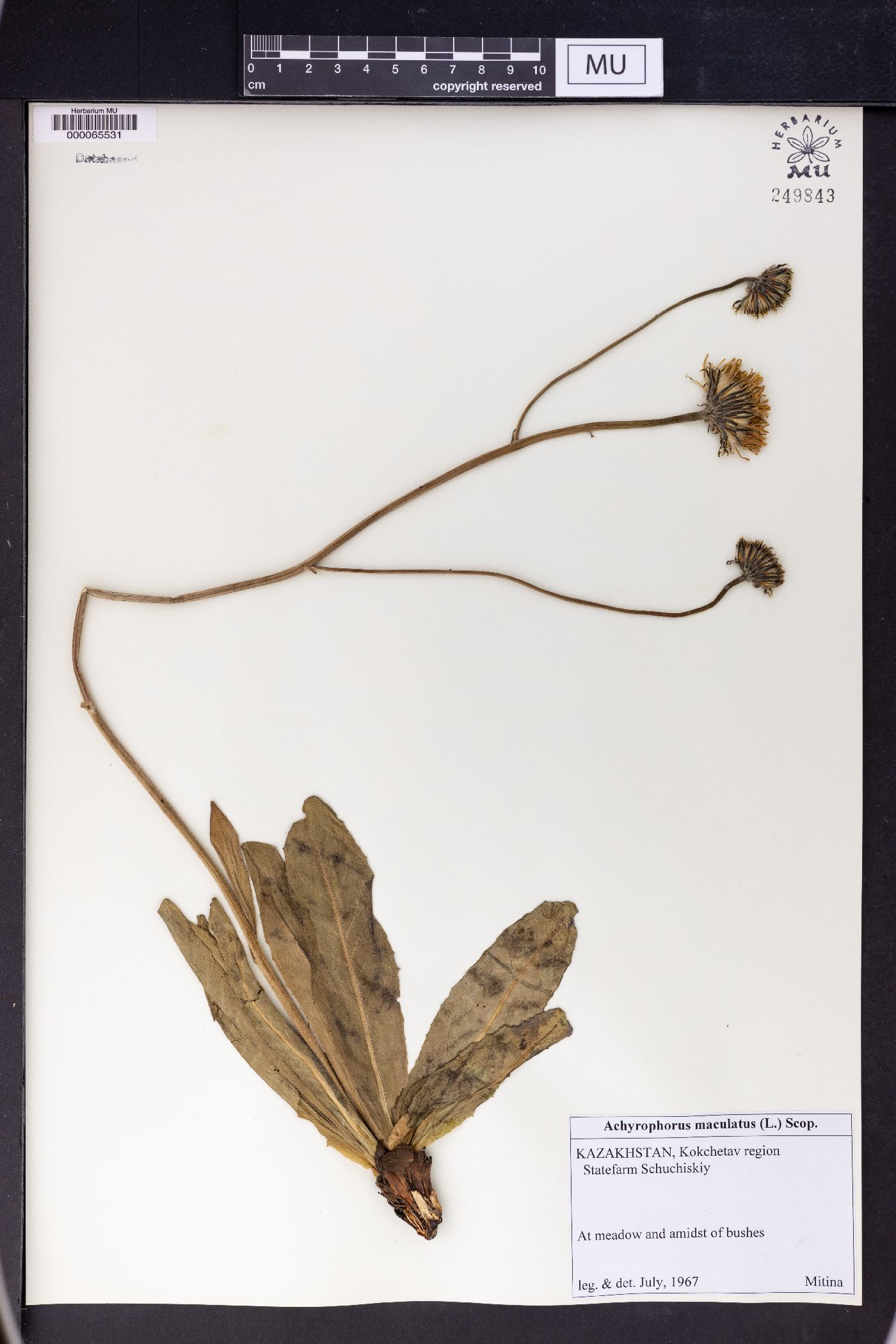 Trommsdorffia maculata subsp. maculata image