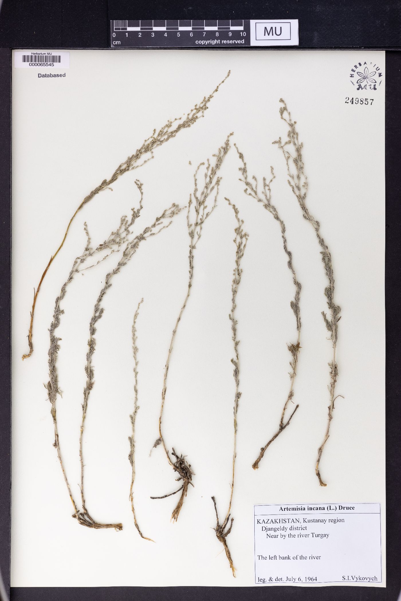 Artemisia incana image