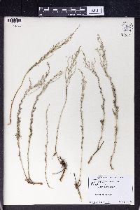 Artemisia incana image