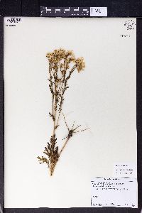 Jacobaea vulgaris image