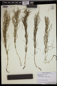 Equisetum palustre image