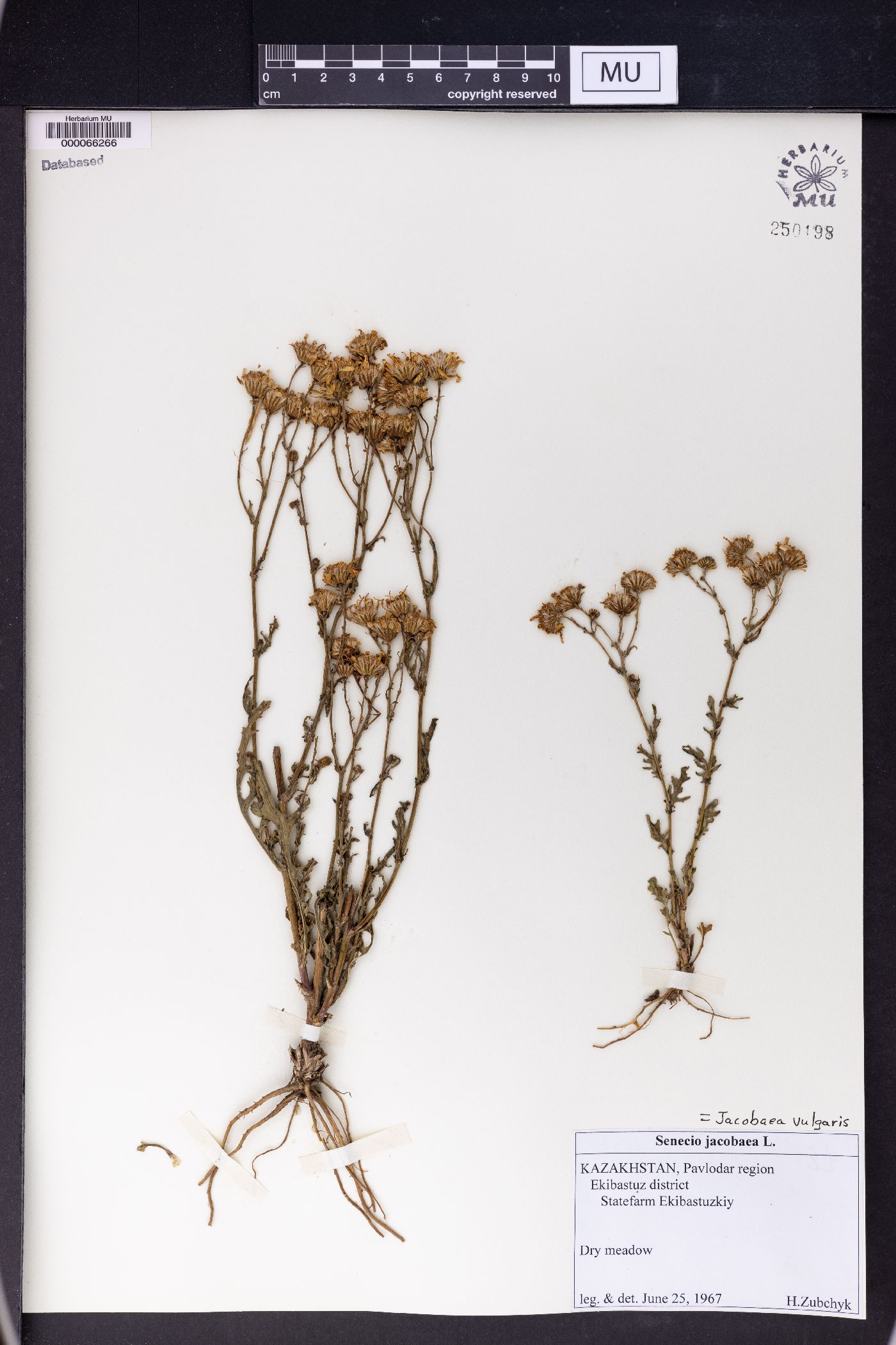 Jacobaea vulgaris image