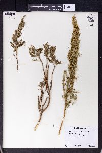 Artemisia abrotanum image