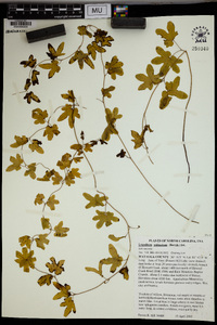 Lygodium palmatum image