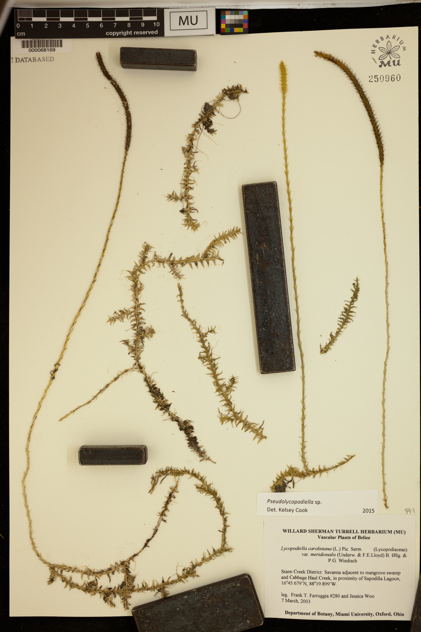 Lycopodiella caroliniana var. meridionalis image
