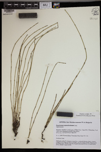 Equisetum ramosissimum image