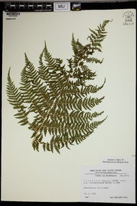 Athyrium alpestre image