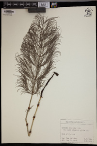 Equisetum sylvaticum image