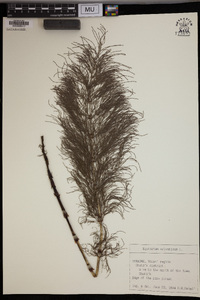 Equisetum sylvaticum image