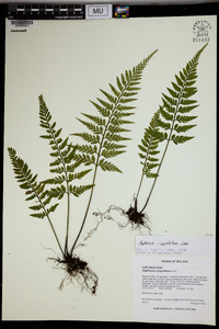 Asplenium cuspidatum image