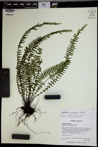 Asplenium formosum image