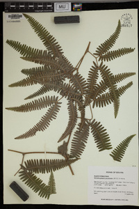 Gleichenella pectinata image