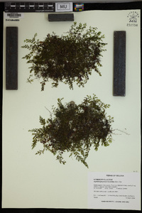 Hymenophyllum fucoides image