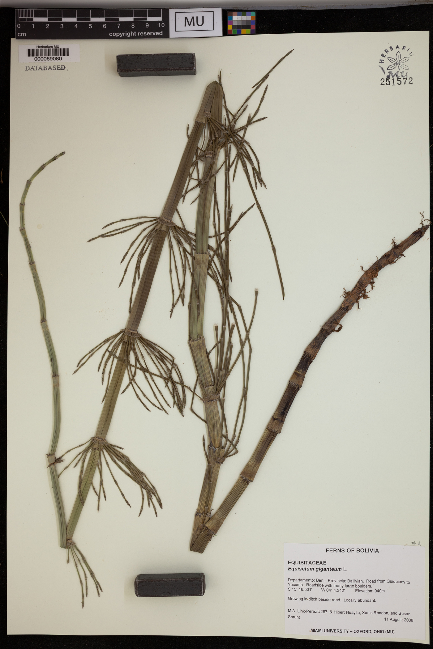 Equisetum giganteum image