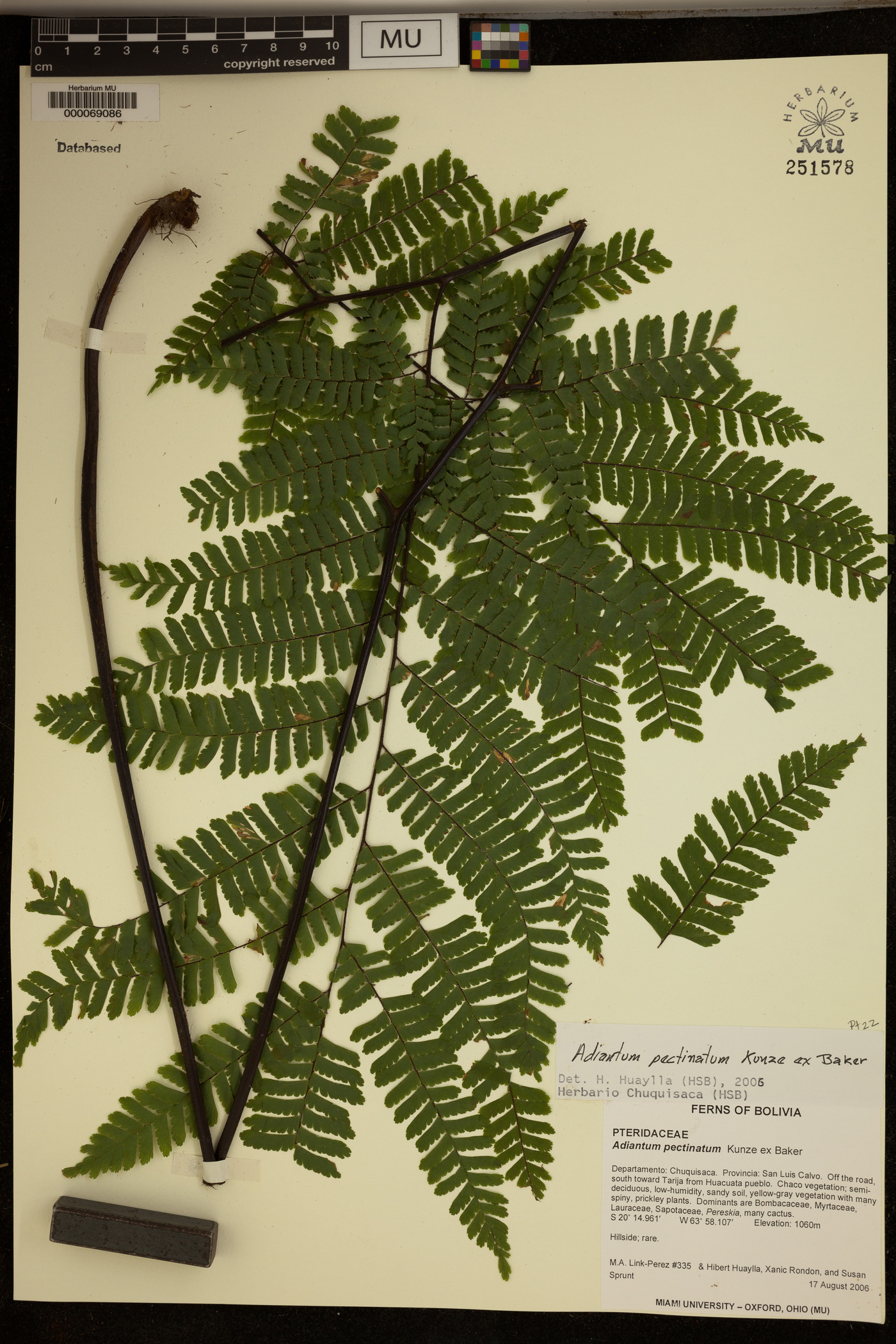 Adiantum pectinatum image