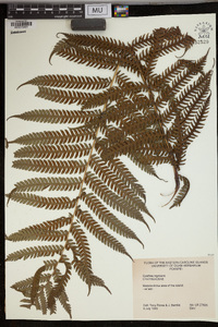 Cyathea nigricans image