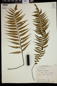 Asplenium polyodon image