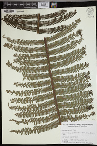 Alsophila bryophila image
