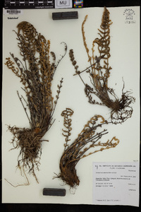 Cheilanthes obducta image