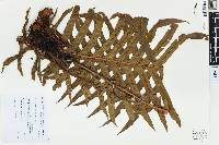 Blechnum brasiliense image