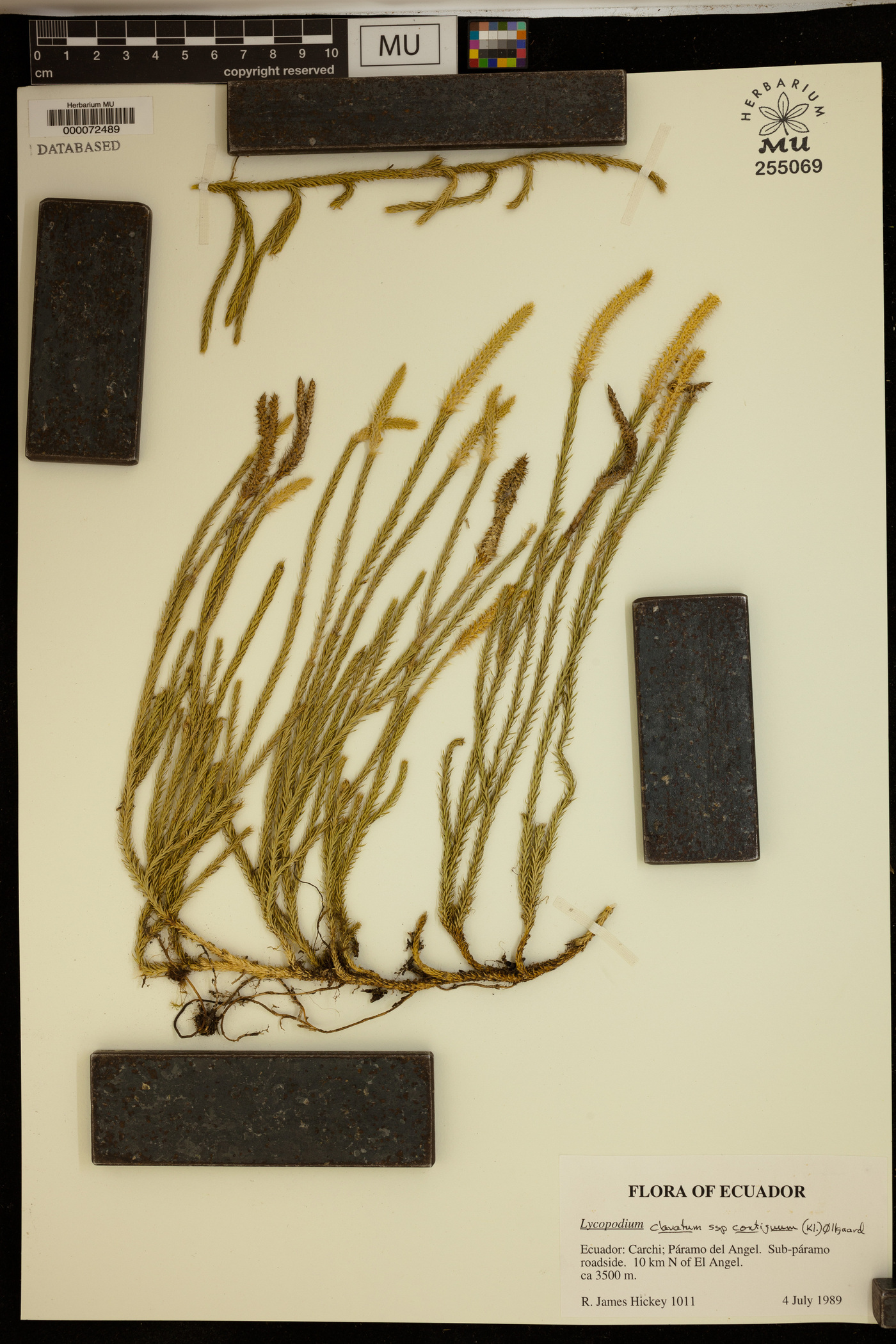 Lycopodium clavatum subsp. contiguum image