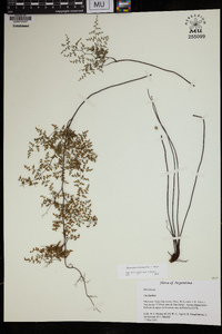 Adiantopsis dichotoma image
