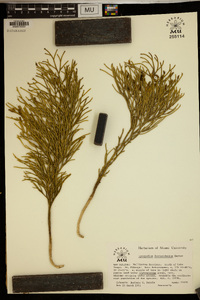 Lycopodium deuterodensum image