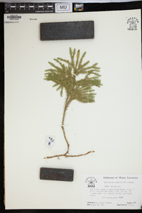 Dendrolycopodium dendroideum image