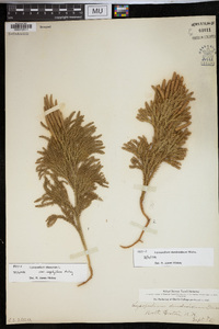 Dendrolycopodium hickeyi image