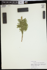 Dendrolycopodium dendroideum image