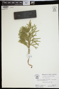 Dendrolycopodium dendroideum image