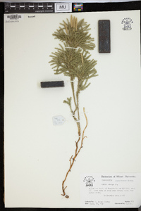 Dendrolycopodium dendroideum image