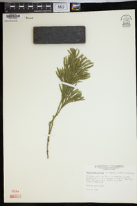 Dendrolycopodium hickeyi image