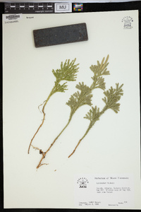 Dendrolycopodium hickeyi image