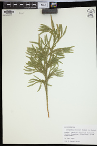 Dendrolycopodium hickeyi image