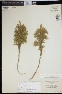 Dendrolycopodium hickeyi image