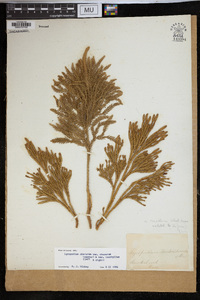 Dendrolycopodium hickeyi image