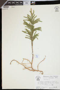 Dendrolycopodium dendroideum image