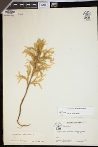 Dendrolycopodium dendroideum image