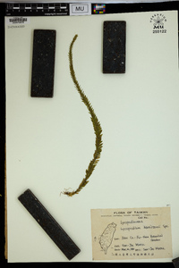 Lycopodium hamiltonii image