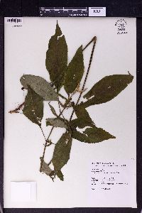 Hemiboea bicornuta image