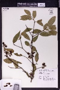 Image of Viburnum taitoense