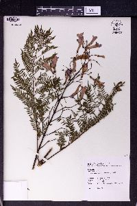 Jacaranda acutifolia image