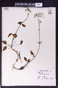 Valeriana flaccidissima image